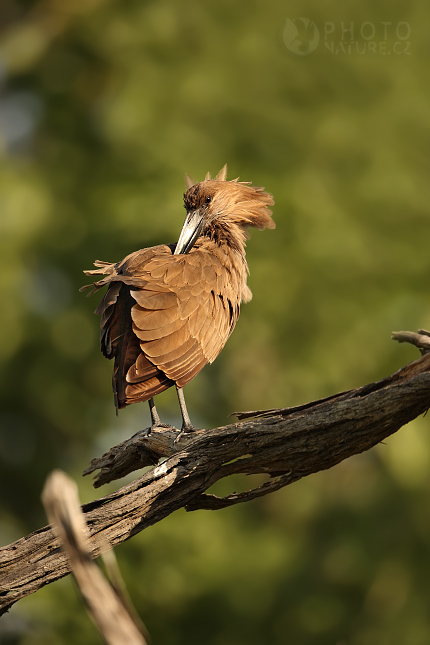 Kladivouš africký (Scopus umbretta), Okawango