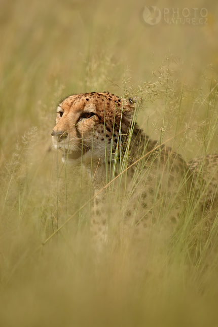 Gepard štíhlý (Acinonyx jubatus), Okawango