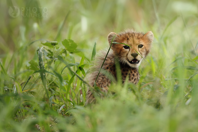 Gepard štíhlý (Acinonyx jubatus), Okawango