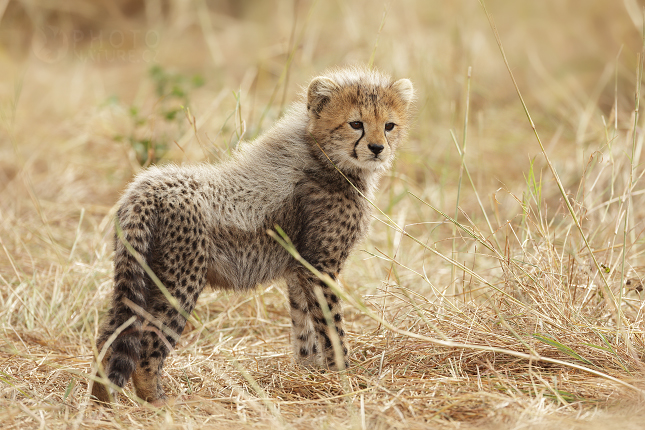 Gepard štíhlý (Acinonyx jubatus)