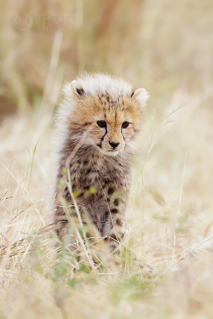 Gepard štíhlý (Acinonyx jubatus)