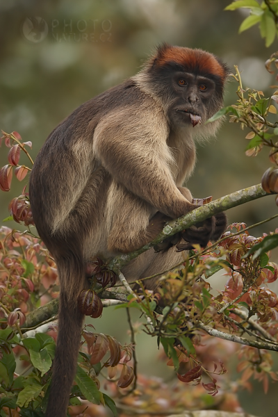 Gueréza červená (Procolobus badius), Uganda