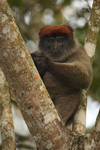 Gueréza červená (Procolobus badius), Uganda