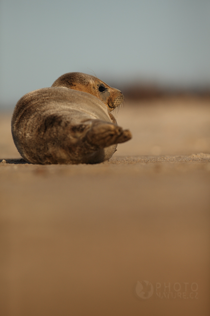 Tuleň obecný (Phoca vitulina), Německo