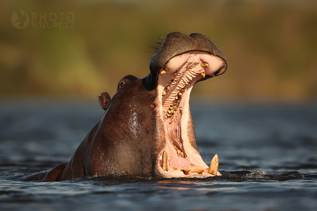 Hroch obojživelný (Hippopotamus amphibius), Okawango