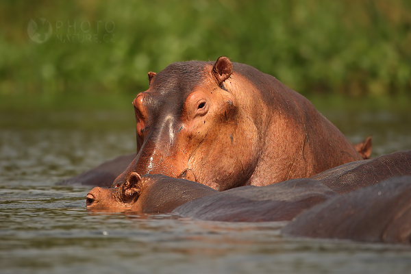 Hroch obojživelný (Hippopotamus amphibius), Uganda