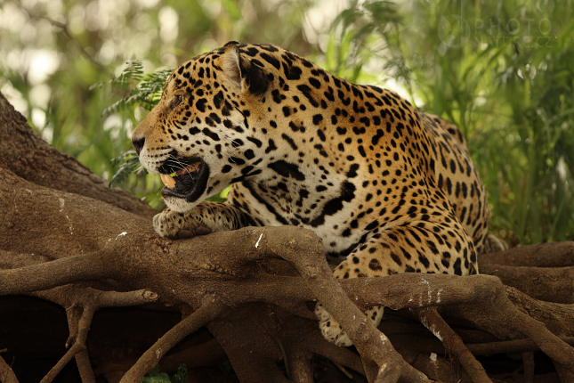 Jaguár americký (Panthera onca), Brazílie