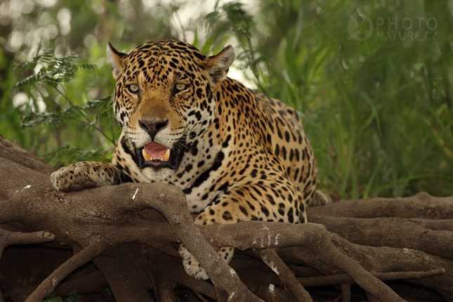 Jaguár americký (Panthera onca), Brazílie