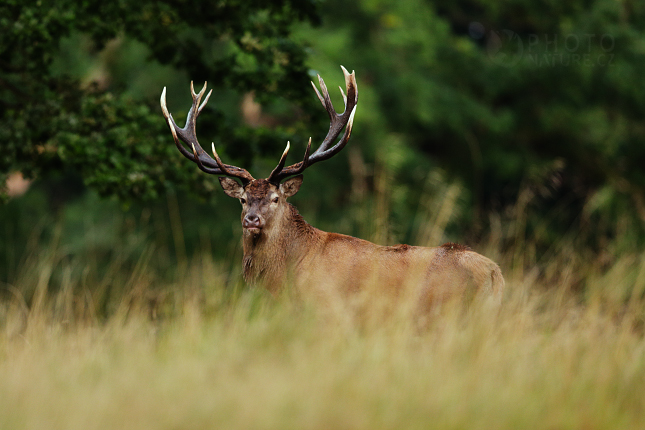 Jelen lesní (Cervus elaphus) 