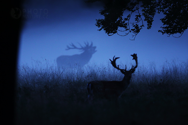 Jelen lesní (Cervus elaphus) 