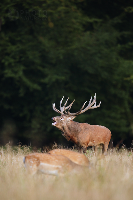 Jelen lesní (Cervus elaphus) 