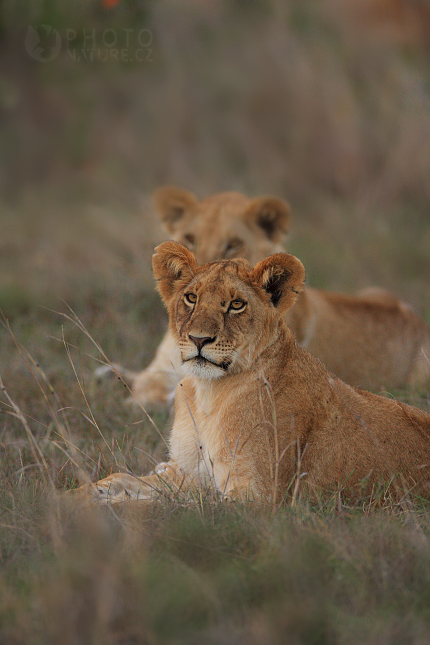 Lev (Panthera leo)