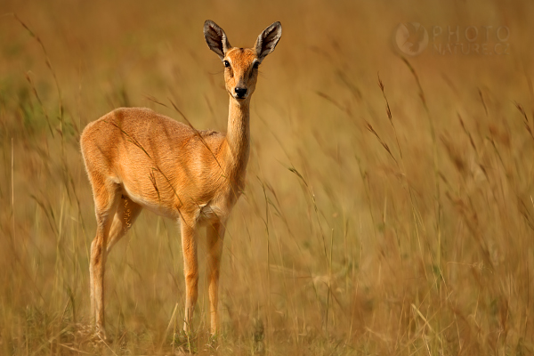 Voduška kob (Kobus kob), Uganda