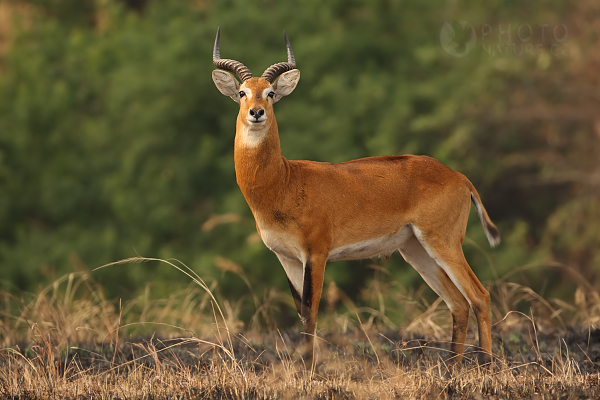 Voduška kob (Kobus kob), Uganda