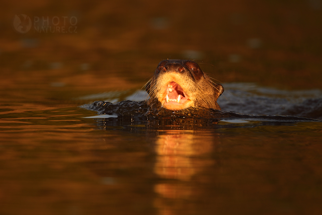 Vydra obrovská (Pteronura brasiliensis), Pantanal