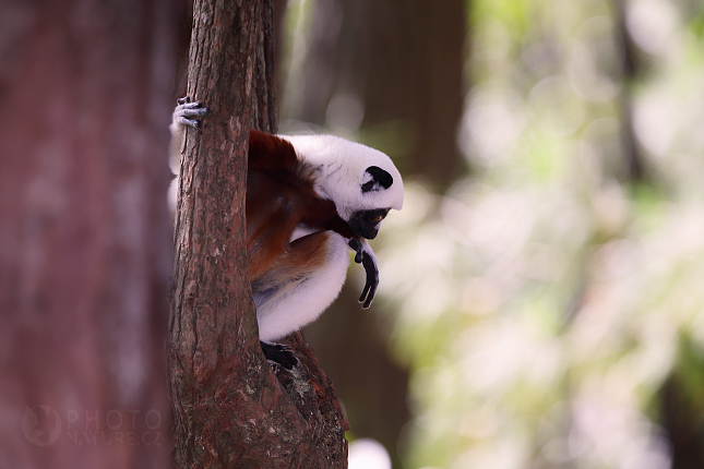 Sifaka Coquerelův (Propithecus coquereli)