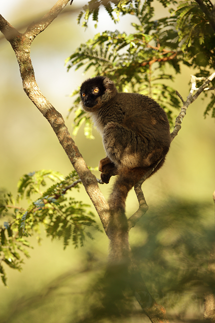 Lemur bělohlavý (Eulemur fulvus) 