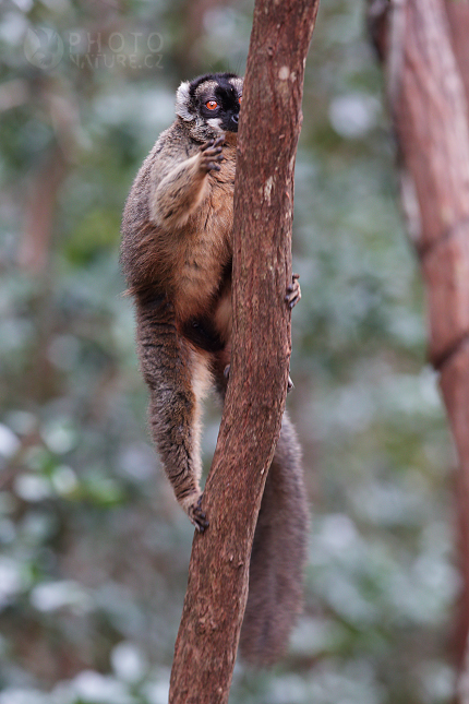 Lemur bělohlavý (Eulemur fulvus) 