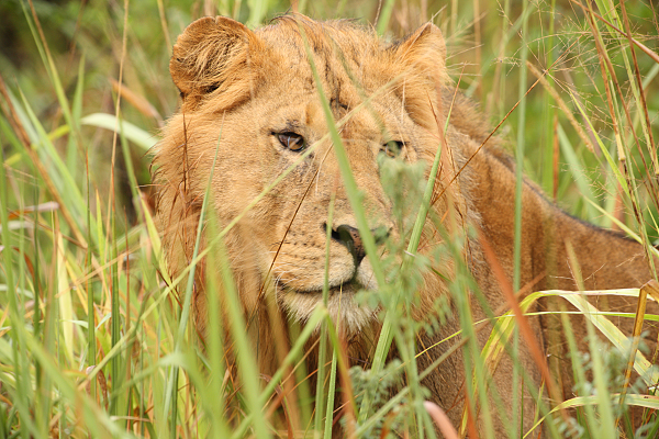 Lev pustinný (Panthera leo), Uganda