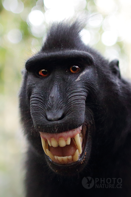 Makak chocholatý (Macaca nigra)