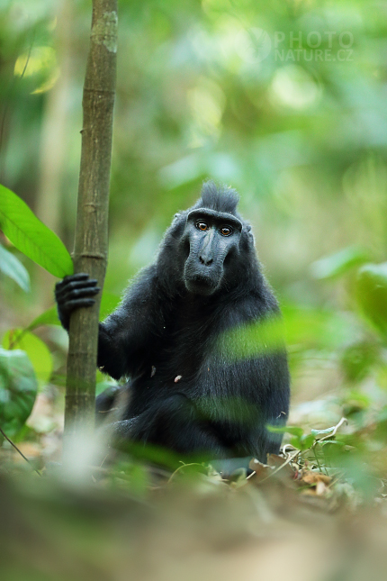 Makak chocholatý (Macaca nigra)