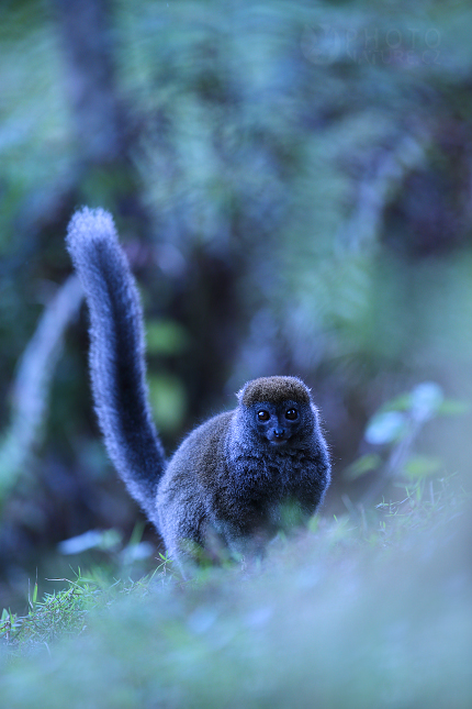 Lemur šedý (Hapalemur griseus)