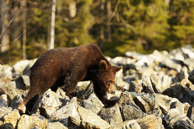 Medvěd hnědý (Ursus arctos)