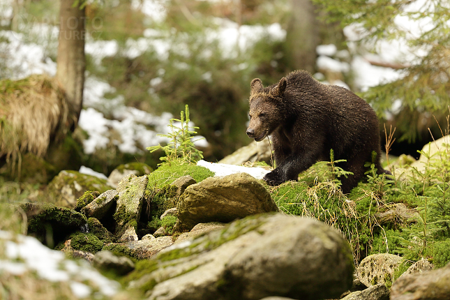 Medvěd hnědý (Ursus arctos)