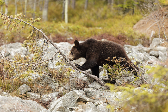 Medvěd hnědý (Ursus arctos)