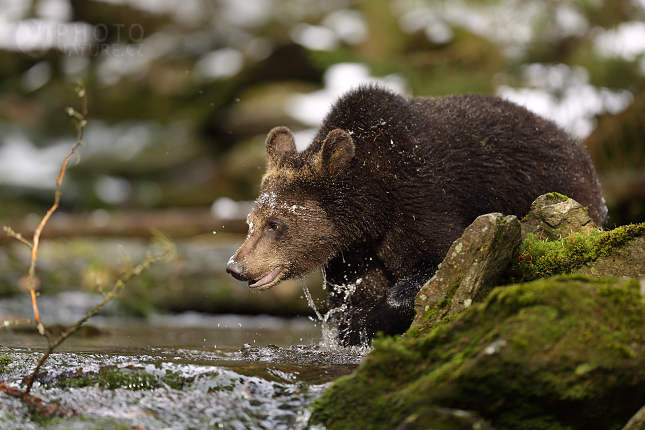 Medvěd hnědý (Ursus arctos)