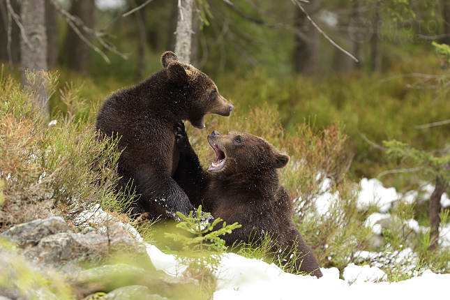 Medvěd hnědý (Ursus arctos)