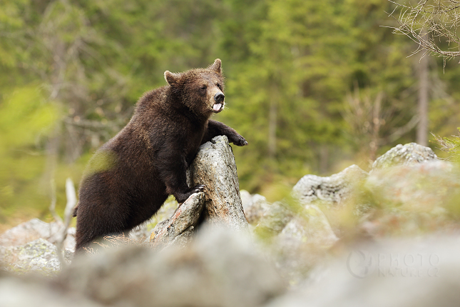 Medvěd hnědý (Ursus arctos)