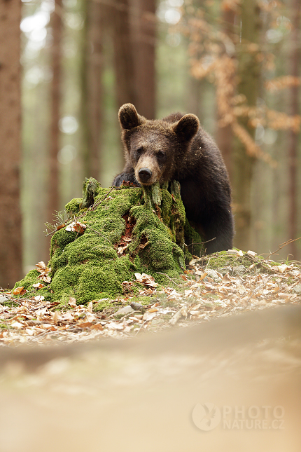 Medvěd hnědý (Ursus arctos)