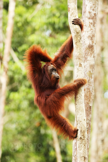 Orangutan bornejský (Pongo pygmaeus)