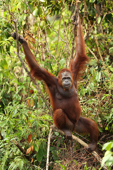 Orangutan bornejský (Pongo pygmaeus)