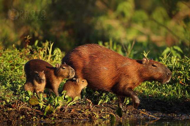 Kapybara (Hydrochoerus hydrochaeris), Pantanal