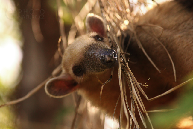 Mravenečník čtyřprstý (Tamandua tetradactyla) 