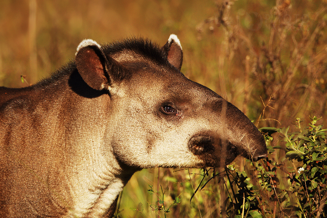 Tapír jihoamerický (Tapirus terrestris) 