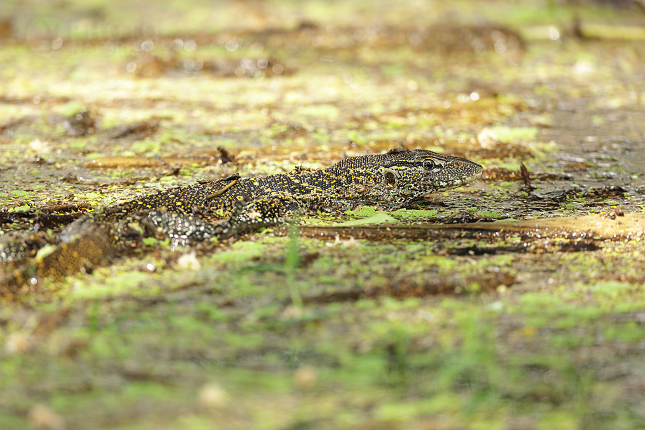 Varan nilský (Varanus niloticus)