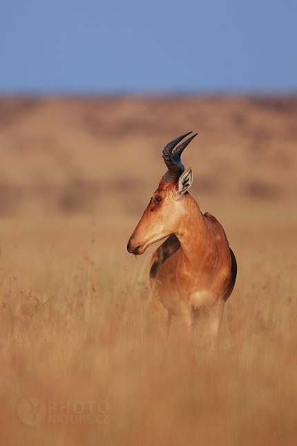 Buvolec stepní (Alcelaphus buselaphusi)