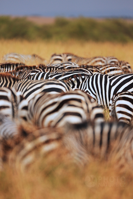 Zebra stepní (Equus quagga)