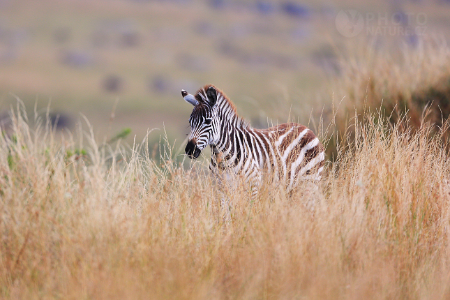 Zebra stepní (Equus quagga)