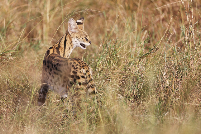 Serval stepní (Leptailurus serval)