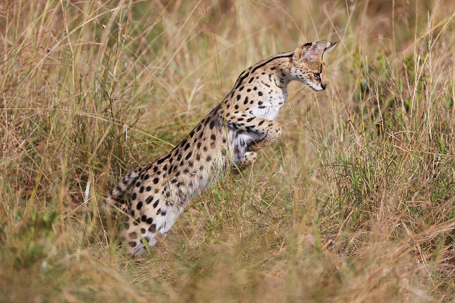 Serval stepní (Leptailurus serval)