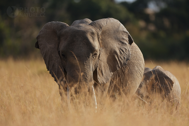 Slon africký (Loxodonta africana)