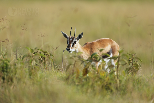 Gazela Thomsonova (Gazella thomsonii)