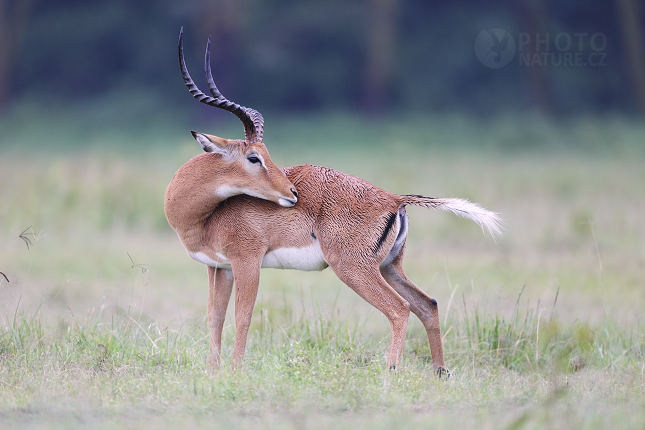 Gazela Thomsonova (Gazella thomsonii) 