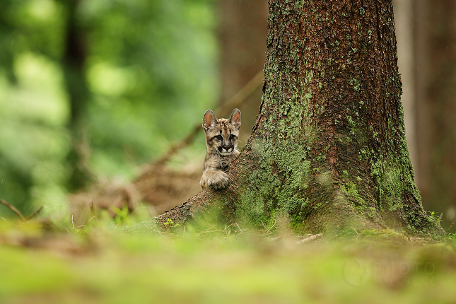 Puma americká (Puma concolor) 