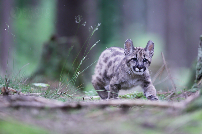 Puma americká (Puma concolor) 