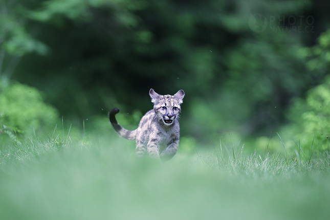 Puma americká (Puma concolor) 